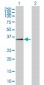 DPF2 Antibody (monoclonal) (M01)