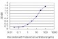 DPYD Antibody (monoclonal) (M01)