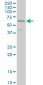 DPYSL3 Antibody (monoclonal) (M01)
