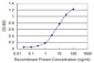 DPYSL5 Antibody (monoclonal) (M02)