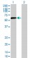 DPYSL5 Antibody (monoclonal) (M02)