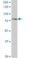 DTX3L Antibody (monoclonal) (M01)