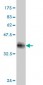 DUSP22 Antibody (monoclonal) (M01)
