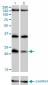 DUSP22 Antibody (monoclonal) (M01)