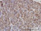 DUSP6 Antibody (monoclonal) (M01)