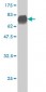 DUSP6 Antibody (monoclonal) (M01)