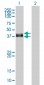 DUSP6 Antibody (monoclonal) (M01)