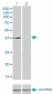 DUSP6 Antibody (monoclonal) (M01)