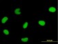 DUT Antibody (monoclonal) (M01)