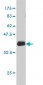 DUT Antibody (monoclonal) (M01)