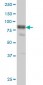 DVL3 Antibody (monoclonal) (M04)