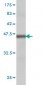 E2F3 Antibody (monoclonal) (M01)