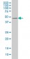 E2F3 Antibody (monoclonal) (M01)