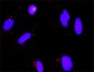 E2F3 Antibody (monoclonal) (M01)