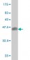 E2F4 Antibody (monoclonal) (M01)