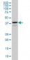 E2F4 Antibody (monoclonal) (M01)