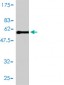 E2F6 Antibody (monoclonal) (M01)