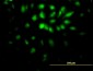 E2F6 Antibody (monoclonal) (M02)