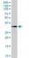 EBAG9 Antibody (monoclonal) (M04)