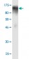 EBF Antibody (monoclonal) (M01)