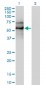 EBF Antibody (monoclonal) (M01)