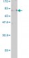 EBF Antibody (monoclonal) (M02)