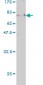 EBF Antibody (monoclonal) (M02)