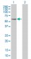 EBF Antibody (monoclonal) (M02)