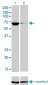EBF Antibody (monoclonal) (M02)