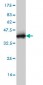 EBF3 Antibody (monoclonal) (M05)