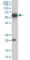 EBF3 Antibody (monoclonal) (M05)