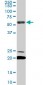 EBF3 Antibody (monoclonal) (M05)