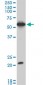 EBF3 Antibody (monoclonal) (M06)