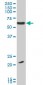 EBF3 Antibody (monoclonal) (M06)