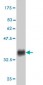 EDA2R Antibody (monoclonal) (M02)