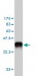 EDN1 Antibody (monoclonal) (M01)