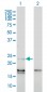 EDN1 Antibody (monoclonal) (M01)