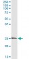 EDN3 Antibody (monoclonal) (M01)