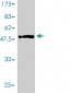 EDN3 Antibody (monoclonal) (M01)
