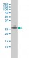 EDN3 Antibody (monoclonal) (M01)