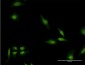 EEA1 Antibody (monoclonal) (M03)