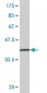 EEA1 Antibody (monoclonal) (M03)