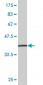 EEA1 Antibody (monoclonal) (M03)