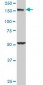 EEA1 Antibody (monoclonal) (M03)