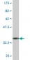 EEF1B2 Antibody (monoclonal) (M10)