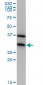 EEF1B2 Antibody (monoclonal) (M10)