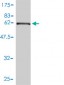 EEF1G Antibody (monoclonal) (M01)