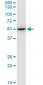 EEF1G Antibody (monoclonal) (M01)