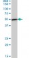 EEF1G Antibody (monoclonal) (M01)