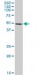 EEF1G Antibody (monoclonal) (M01)
